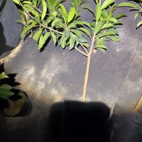 阿***国金钻凤梨2599470968999