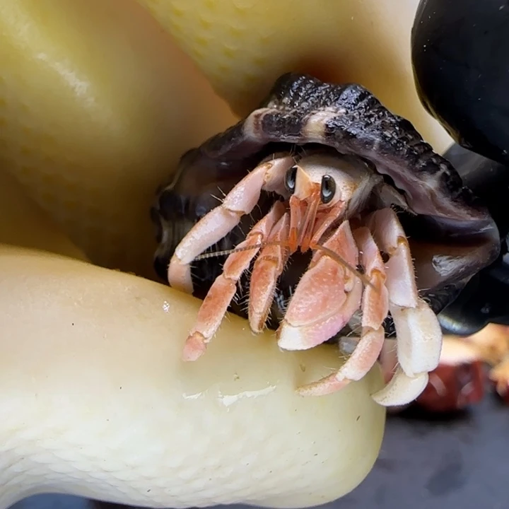 A66浅粉 西沙1.0cm口径