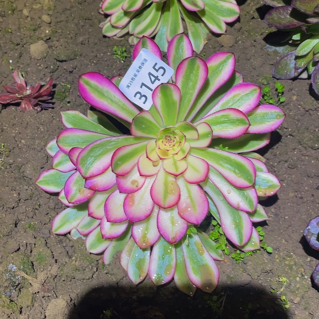 3145白月光多肉植物