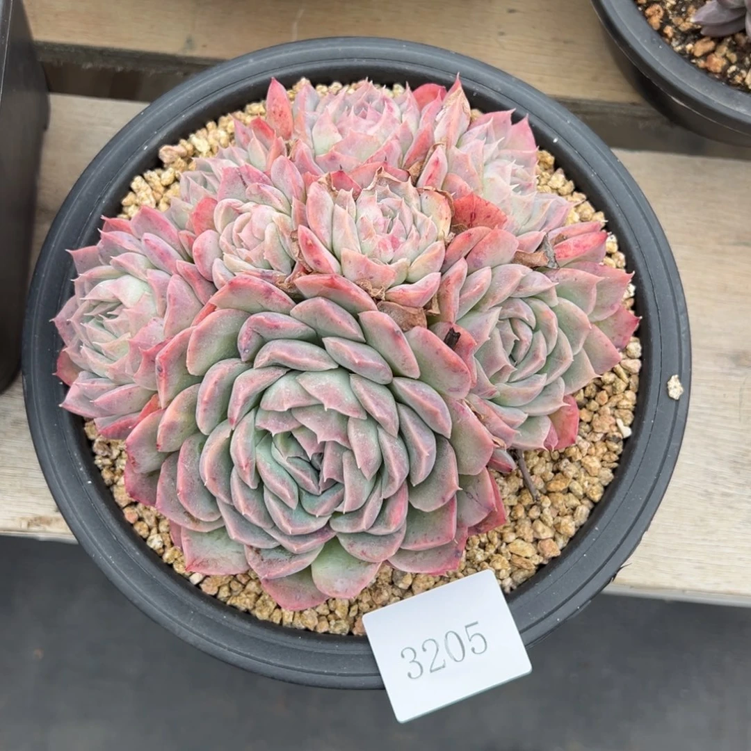 菲**贝3205多肉多多多多