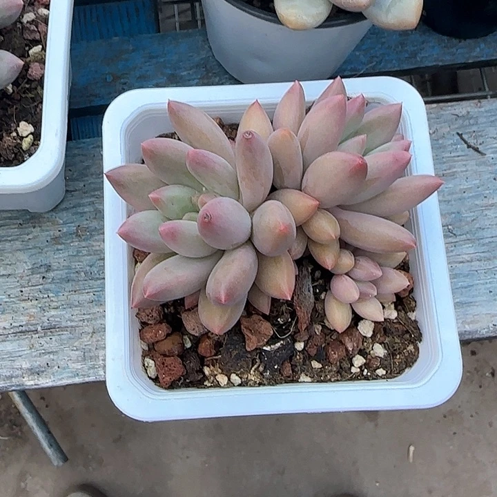 弥****云青蛙王子儿童牙膏11