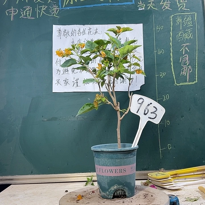 当前无花栽培后可以开花黄玫瑰 963