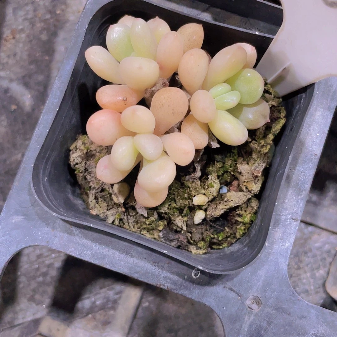 开****寻比尔盖茨w007一物一拍