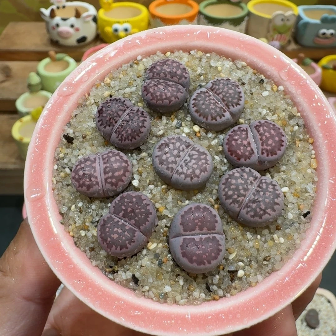 蘑菇1259紫李多肉植物