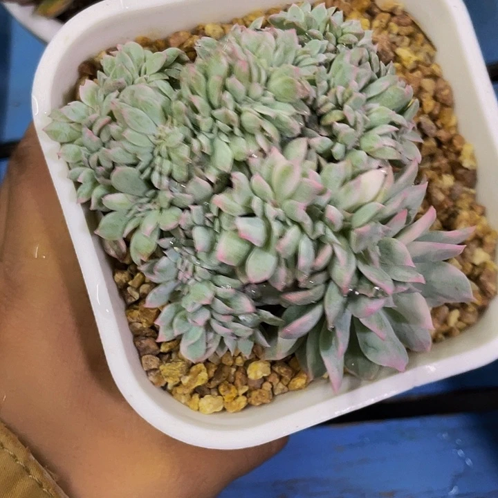 紫罗兰女王锦缀化哦