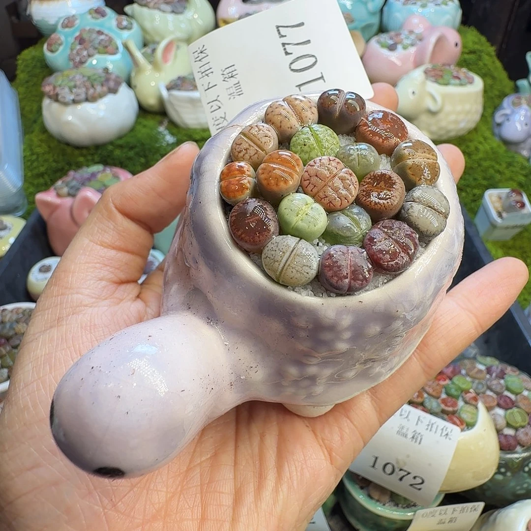 多肉植物福利冲1077