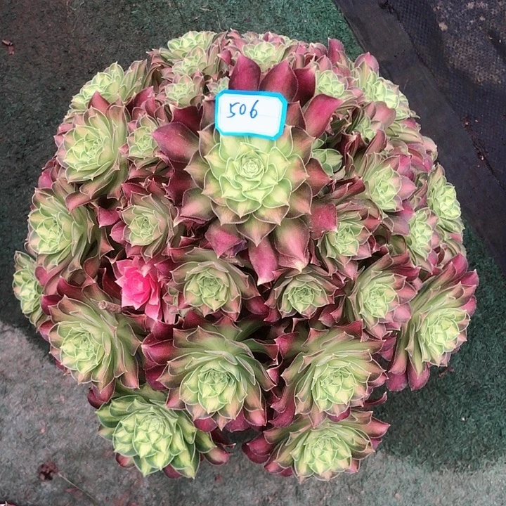 506韶华多肉法师