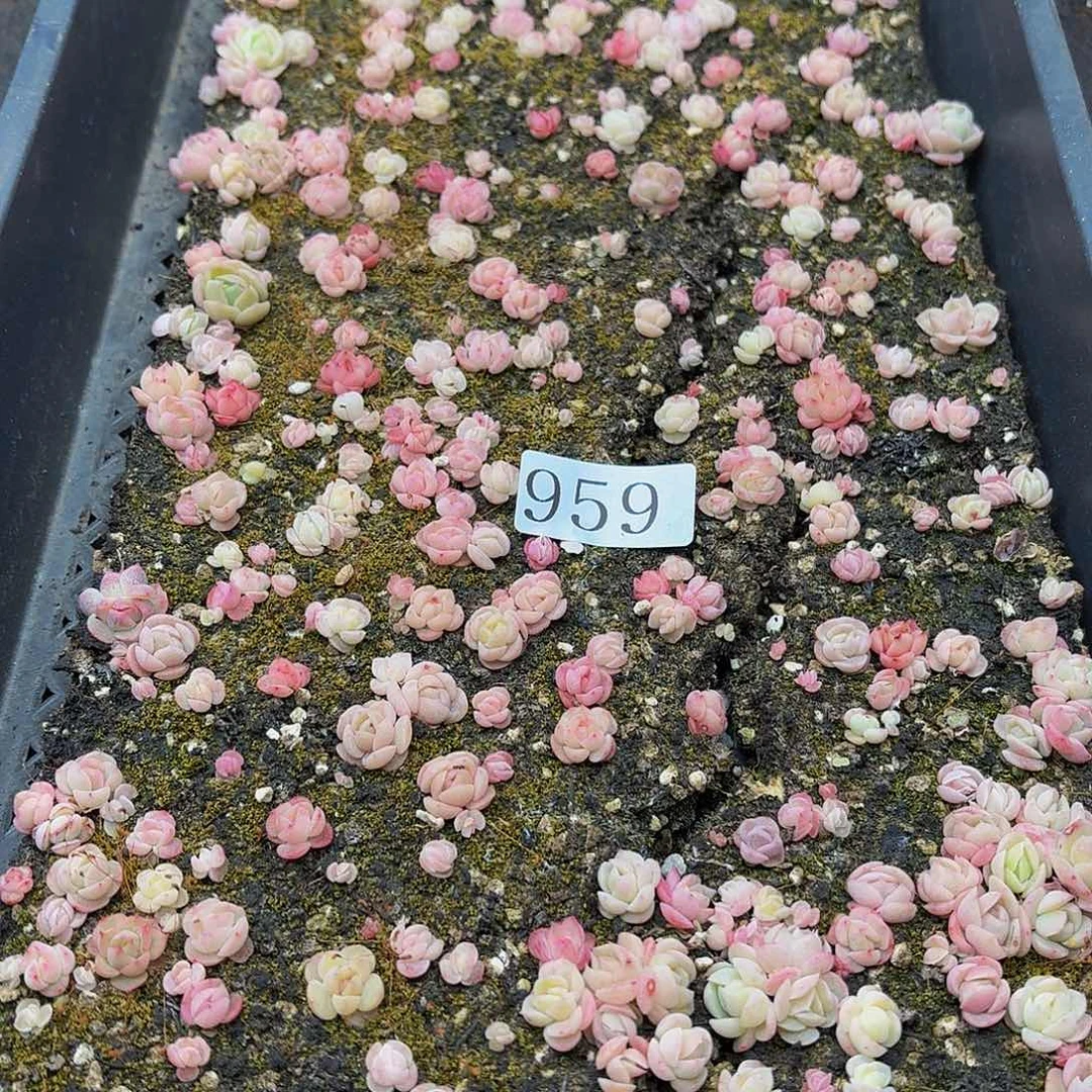 多肉植物多肉植物959