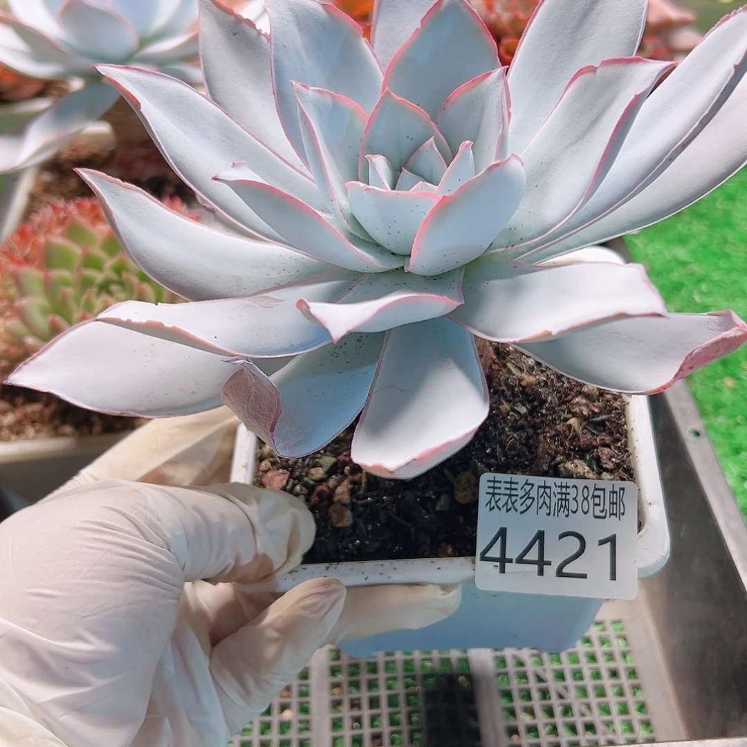 无花朵多肉一物一拍植物4421