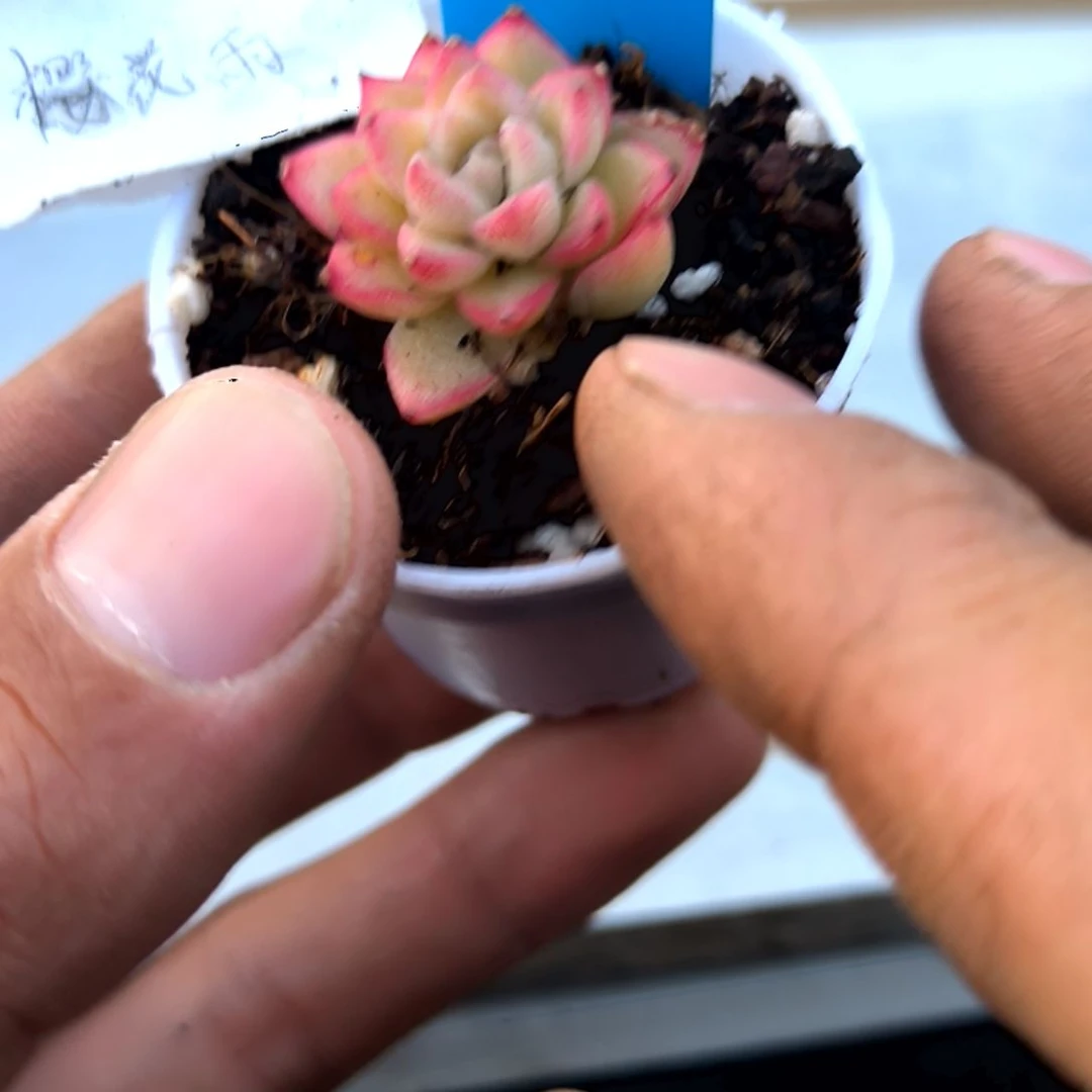 满6元包邮，樱花雨杂拇指盆小小小82号