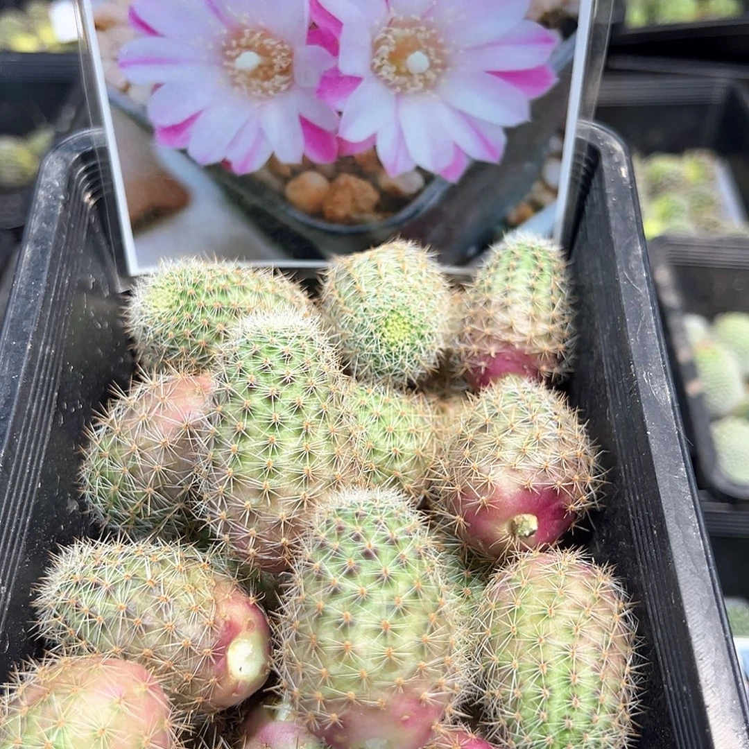 踏雪寻梅侧芽一颗往事