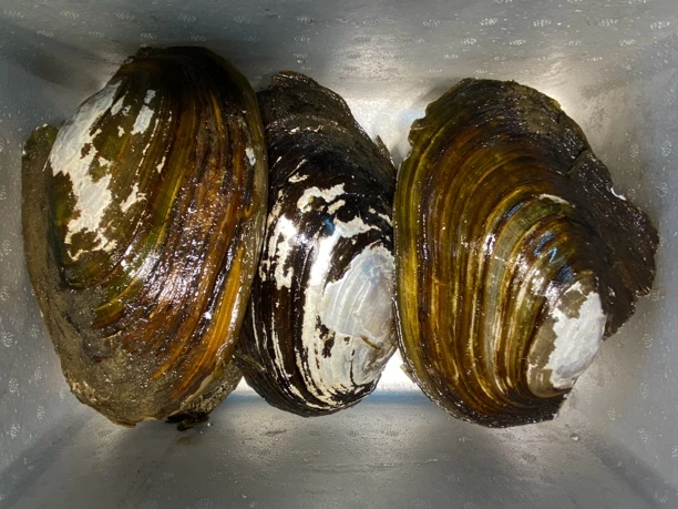 松花江嫩江淡水鲜活嘎拉活发带壳发货5斤到6斤