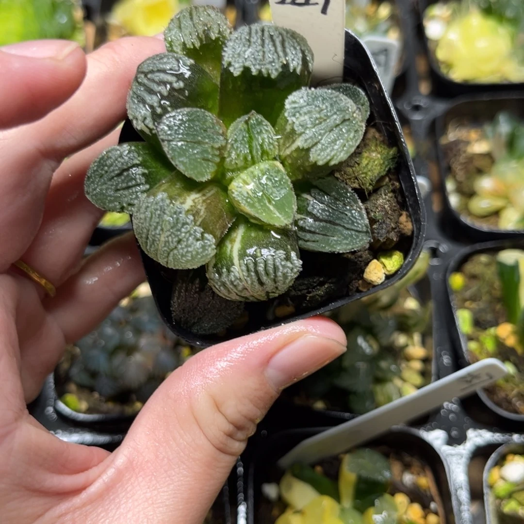 249雪之礼磨面寿锦一物一拍