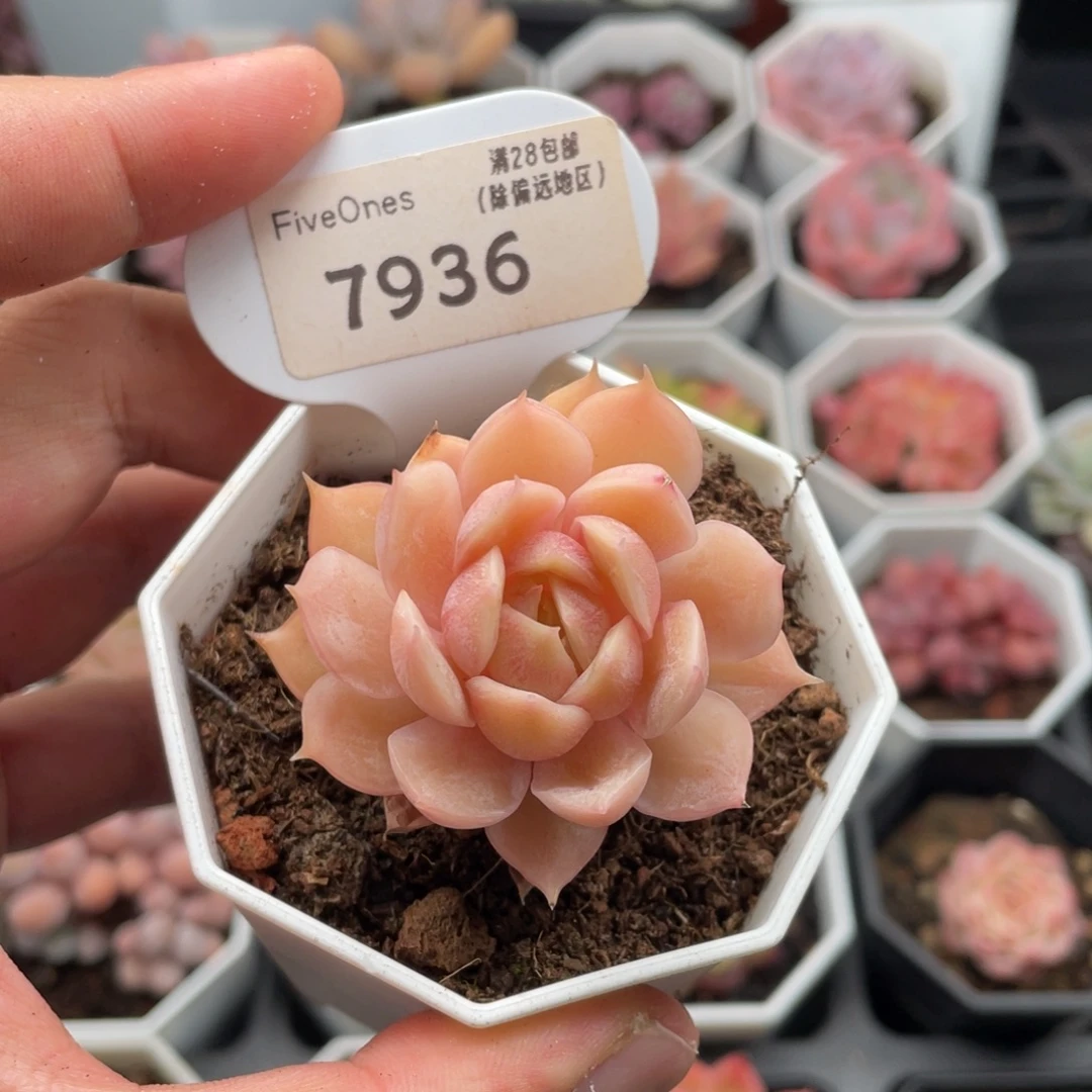 昂斯诺7936-5厘米
