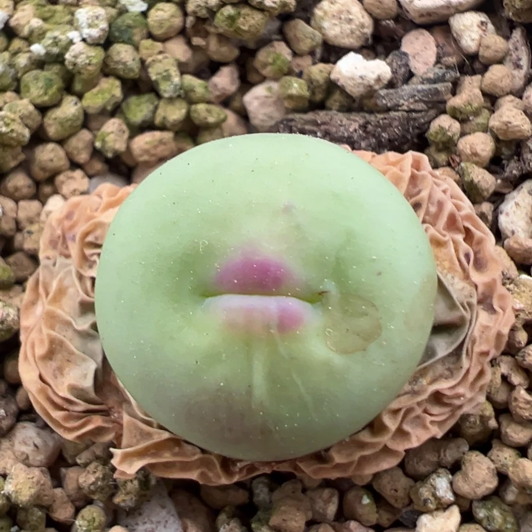 粉唇嘟嘟嘴 肉锥植物