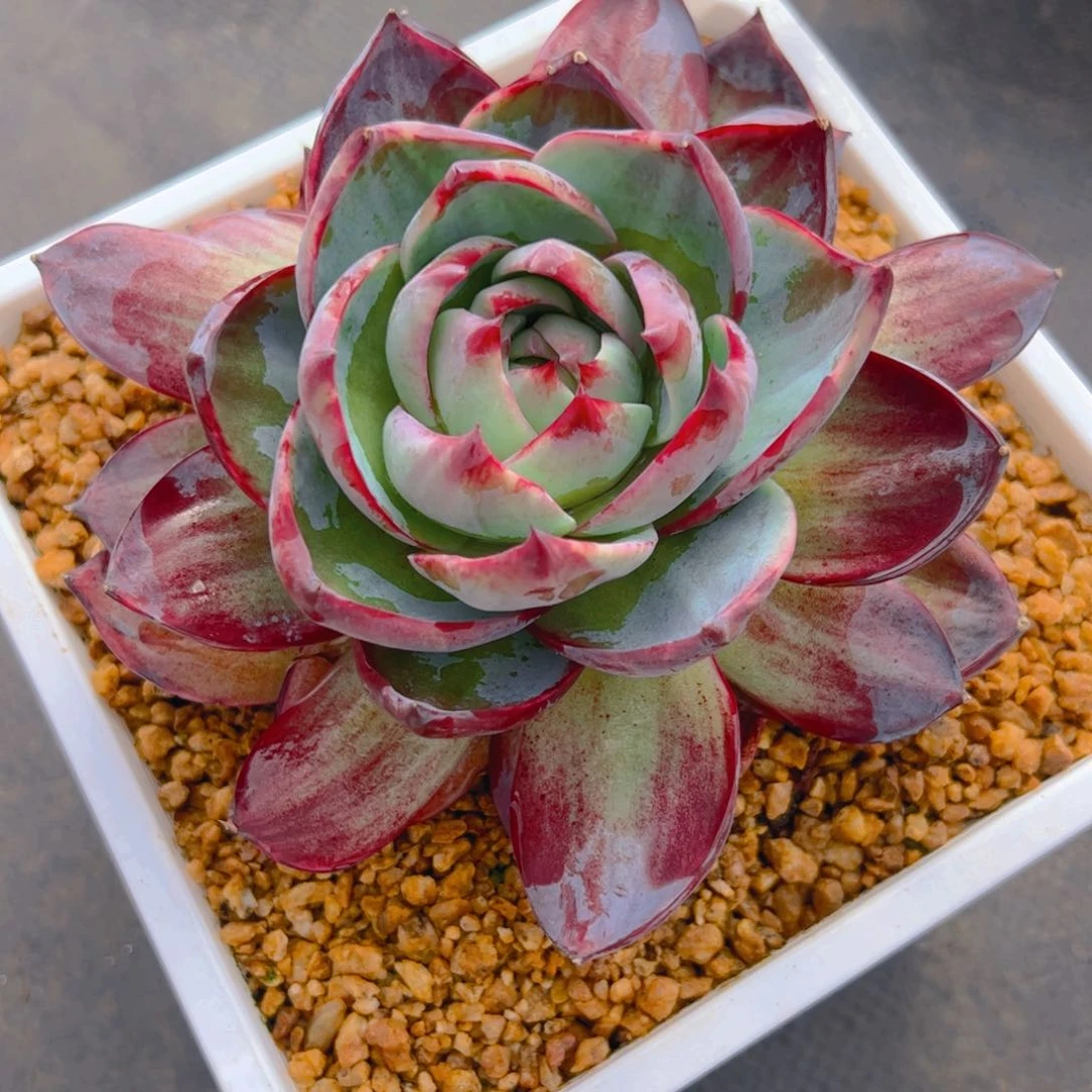 萌*哒惊鸿仙子一物一拍6026号