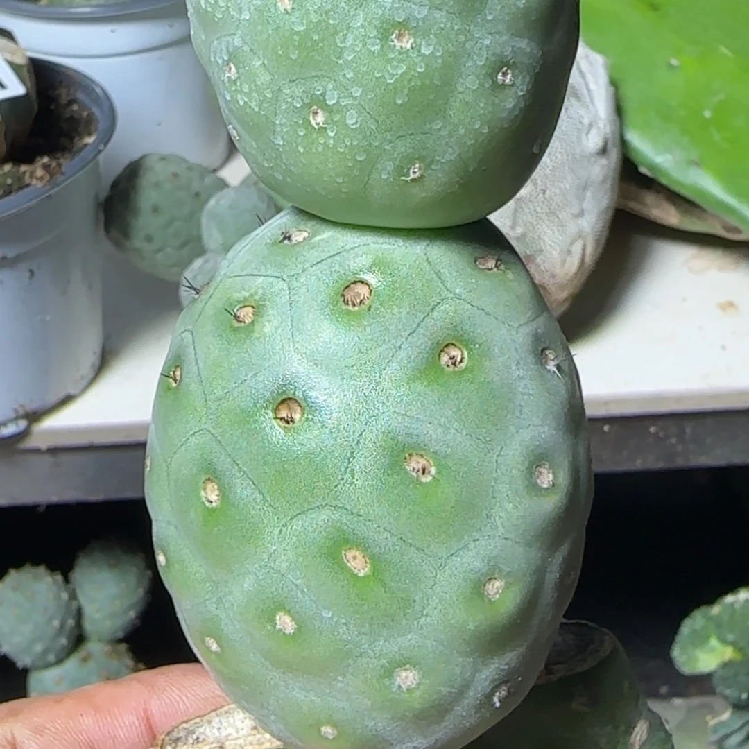 用***9无花朵未上市无敌洞洞