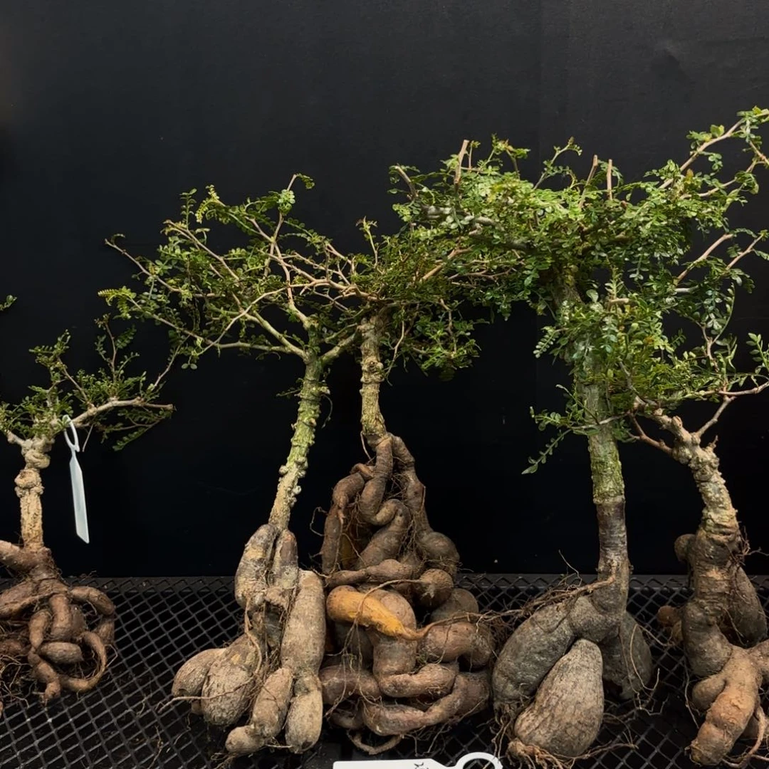 象足漆树裸根发。