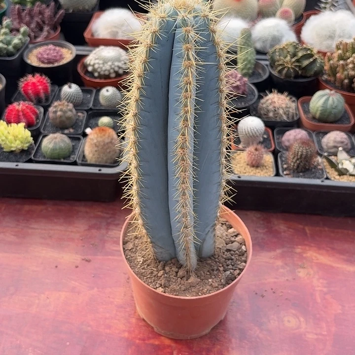 嘟*蓝柱仙人球仙人球123