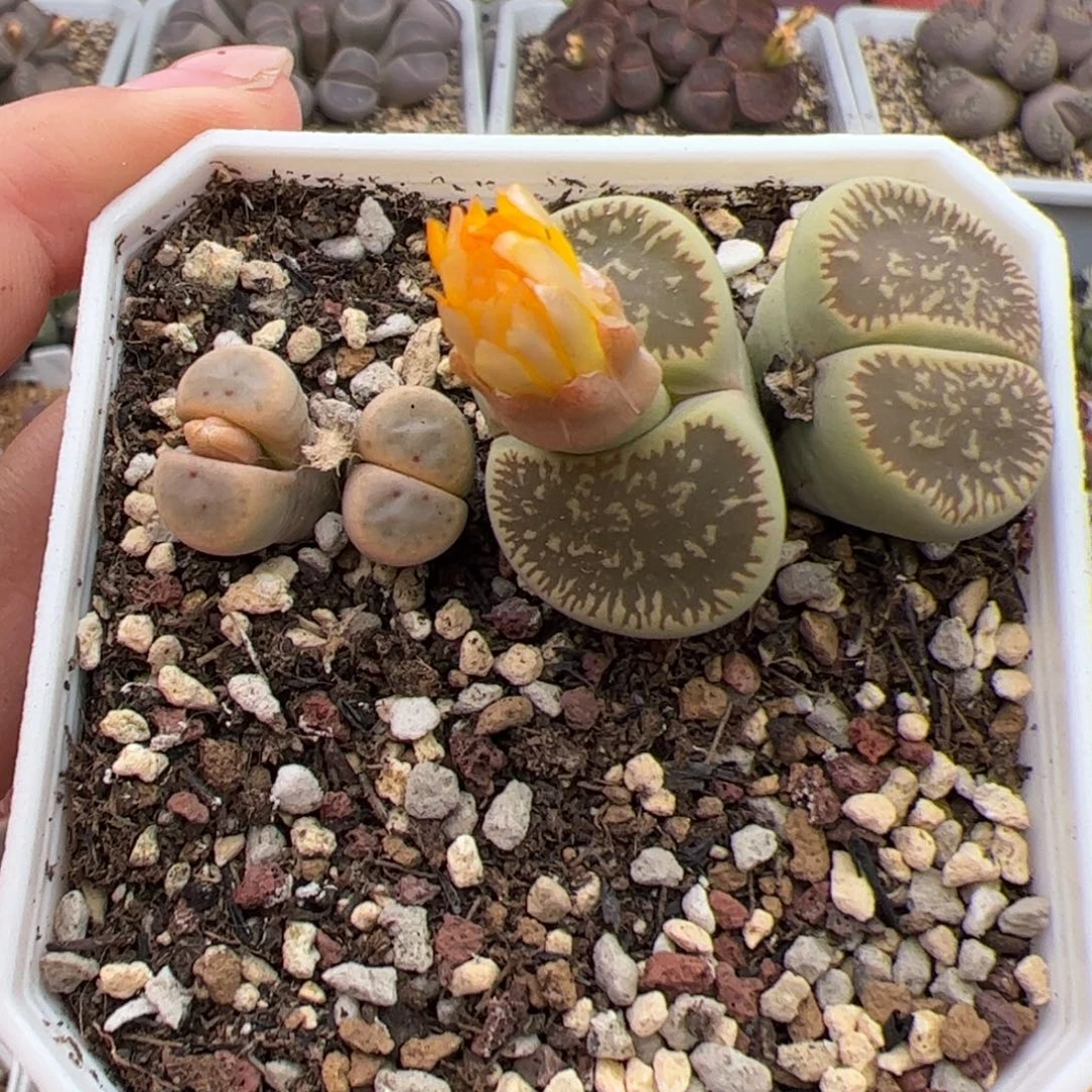 0206号阳月玉 多肉植物