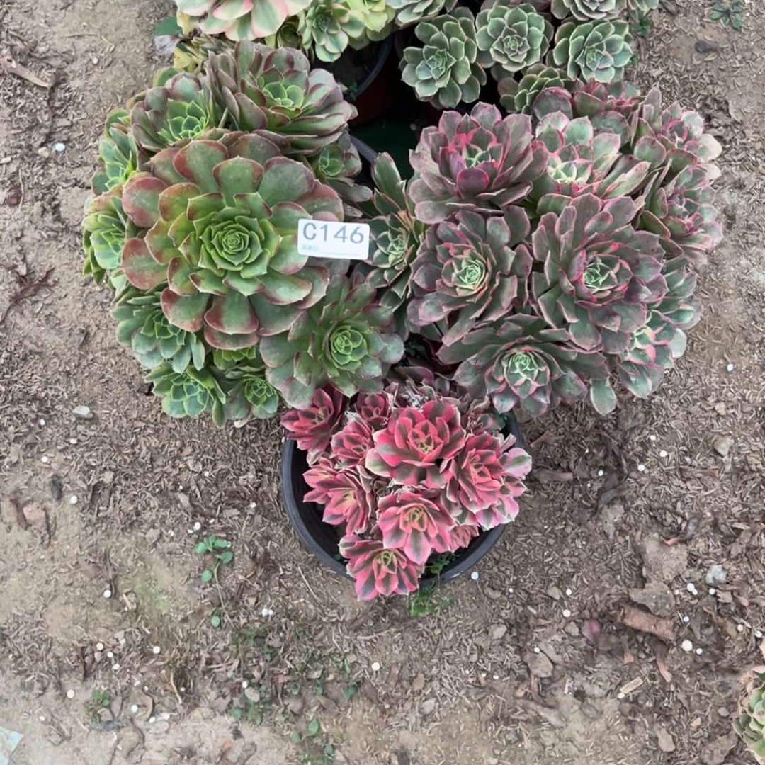 146五颗组合多肉植物法师