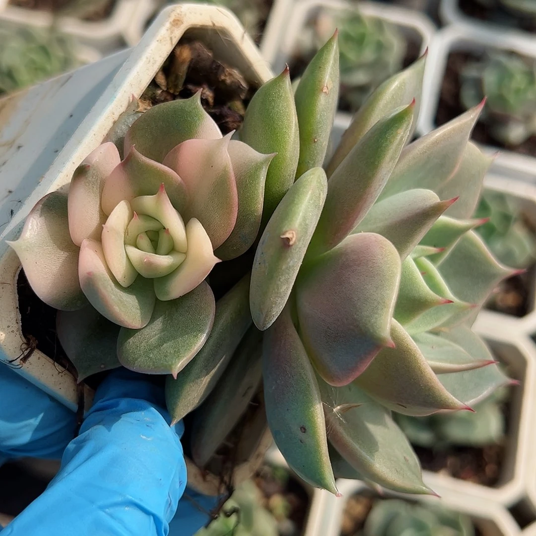 贝加尔湖锦，覆轮锦头加绿头