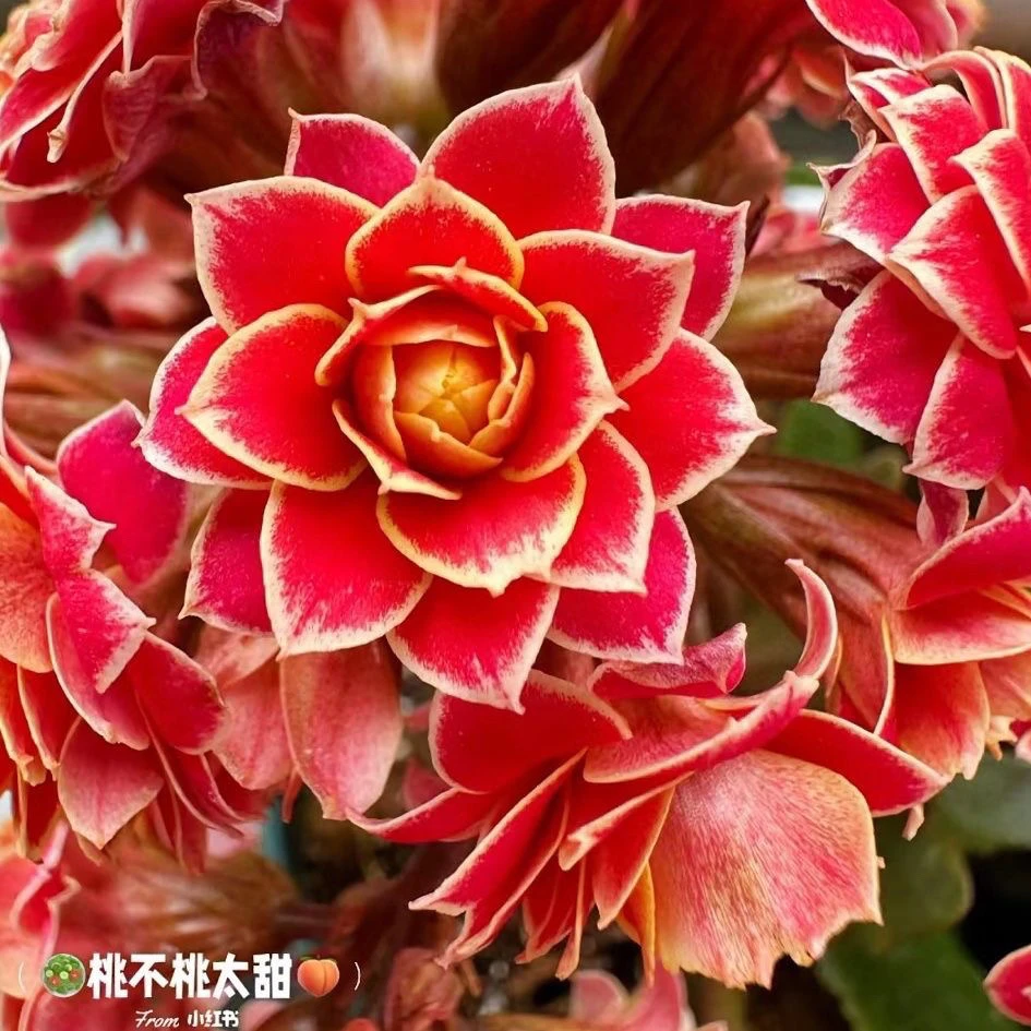 金丝带长寿花80小盆花苞发货