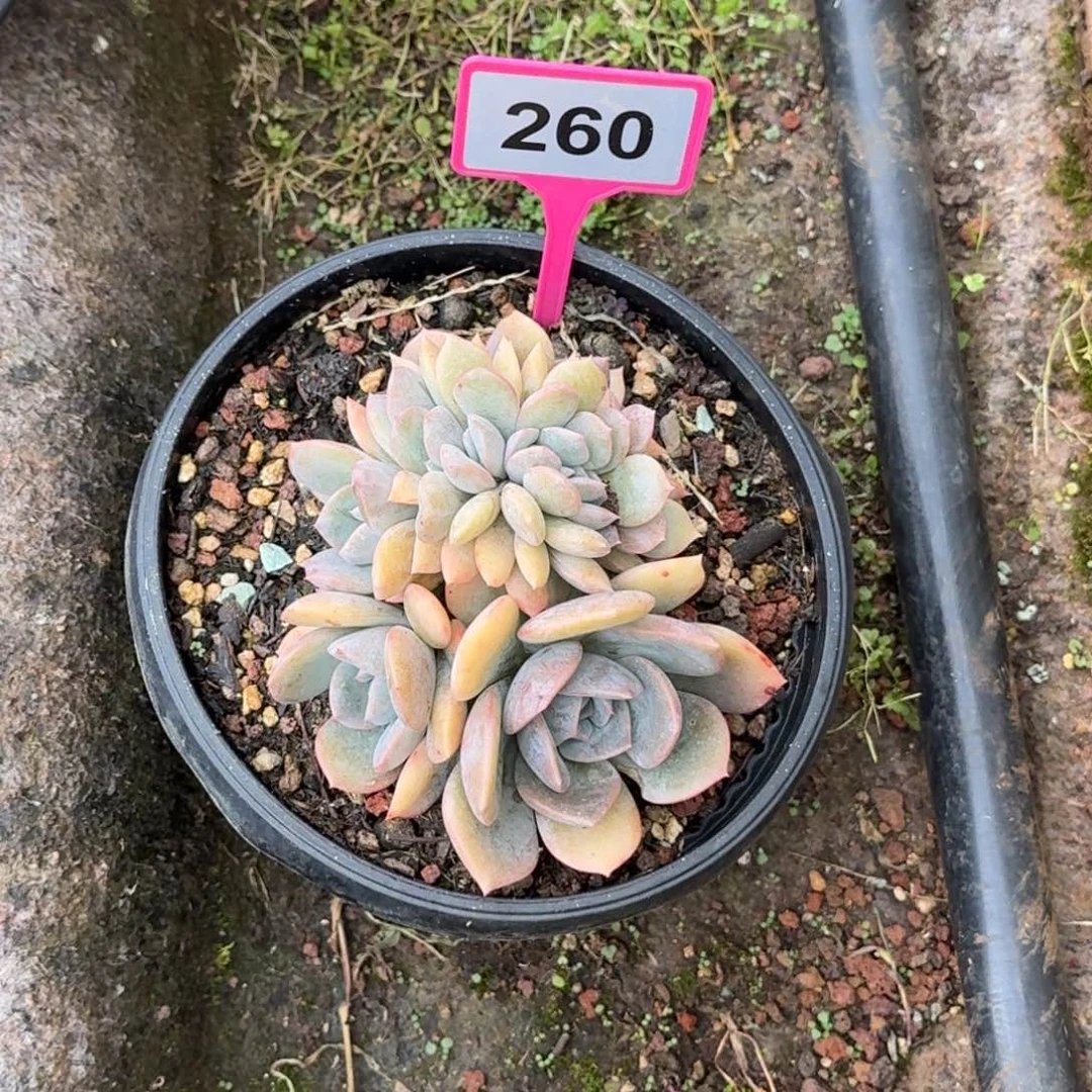 多肉植物提拉米苏缀260