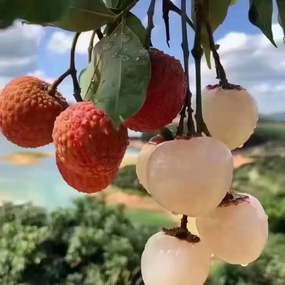 新鲜荔枝高州白糖罂荔枝新鲜现摘现货现摘当季水果顺丰冷链包邮