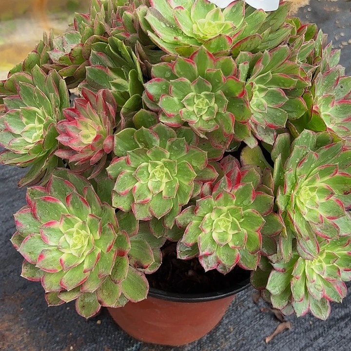 多肉植物福利750个