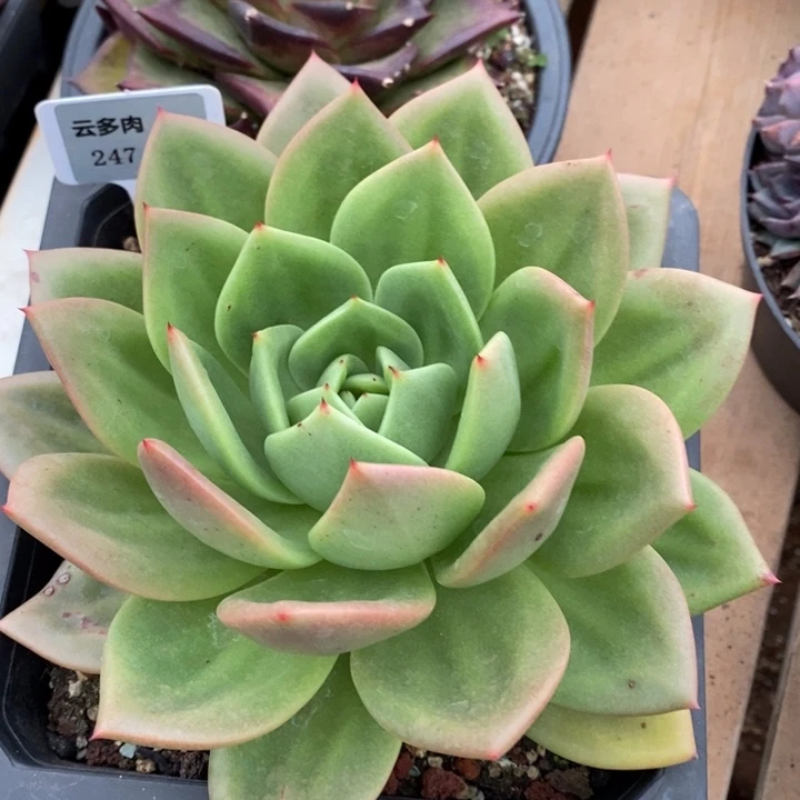 D247- 直播福利 翠鸟