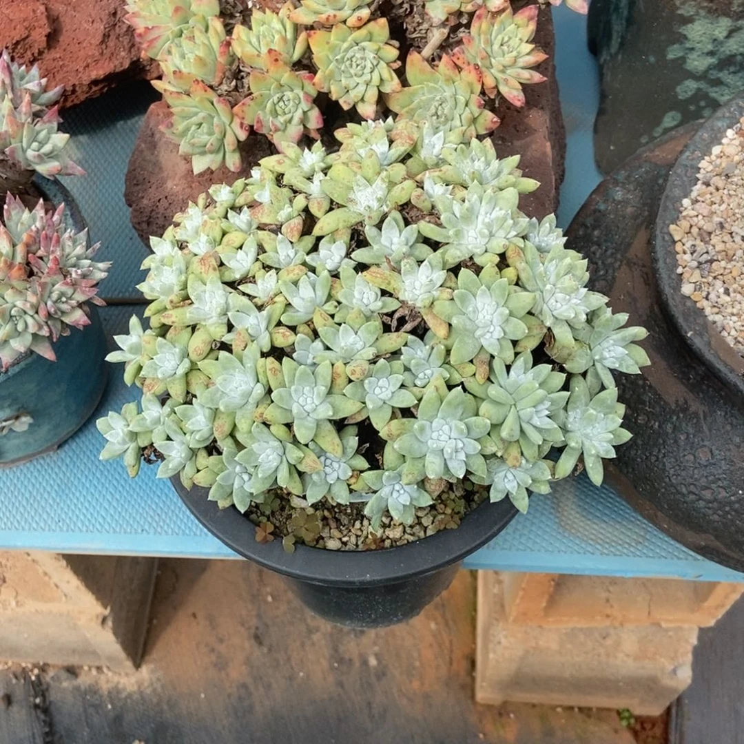 福利多肉植物啦啦啦