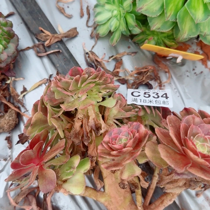 多肉 淘宝福利多肉法师植物