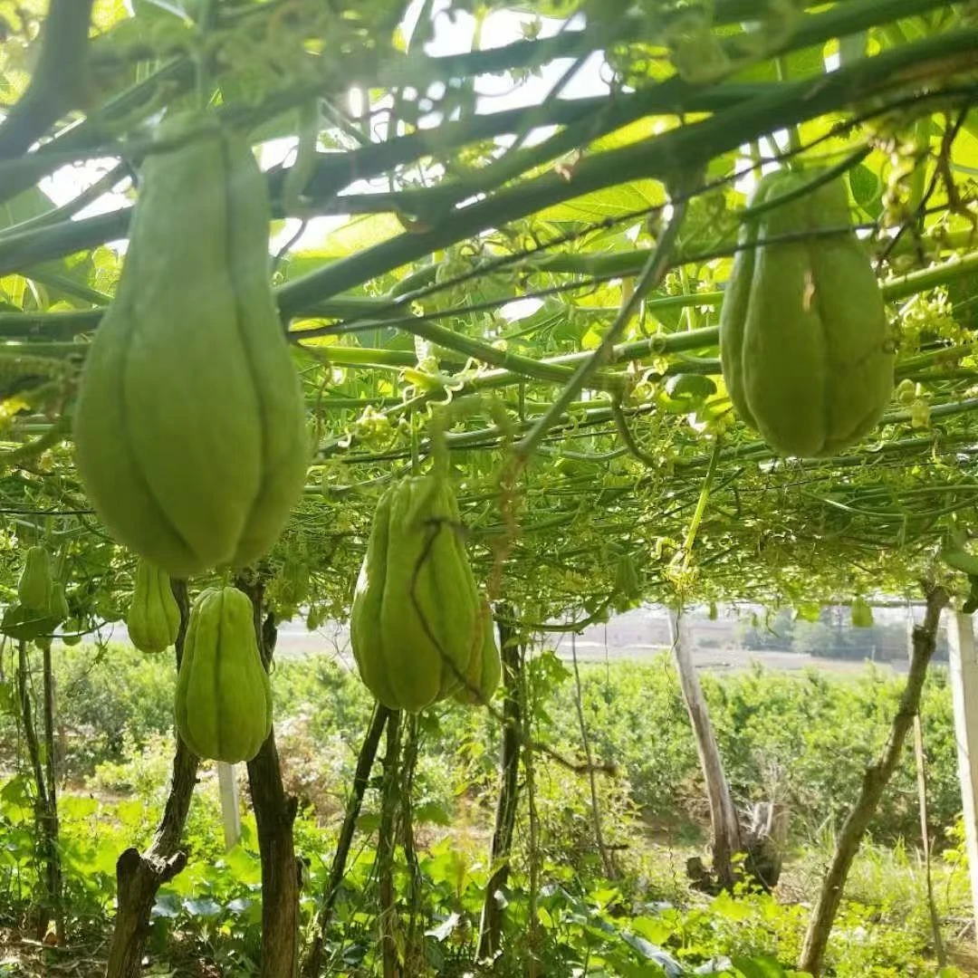 云南高山现摘新鲜佛手瓜应季蔬菜炒菜炖汤鲜嫩可口