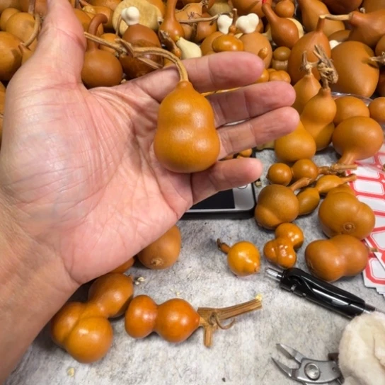 晚****心里吹了一把胖墩葫芦胖墩噜