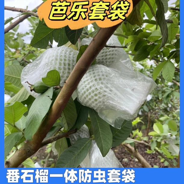 番石榴套袋网袋芭乐防虫网袋专用一体泡沫包装袋水果网套百香果袋