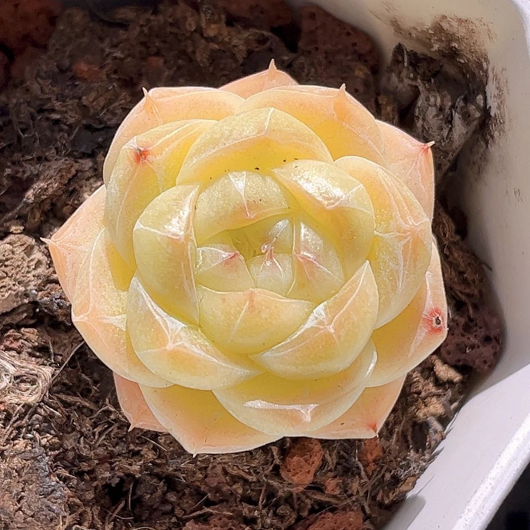 701一物一拍 夏末精控