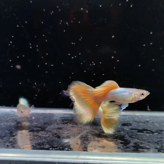 孔雀鱼新加蓝马特里两对