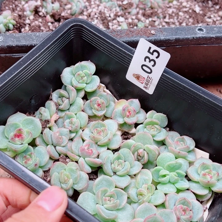 今***丶多肉植物多肉植物