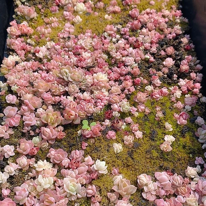 9 多肉植物盆栽花卉植物