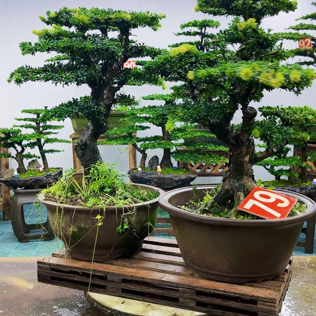 【闪购商品】无花朵