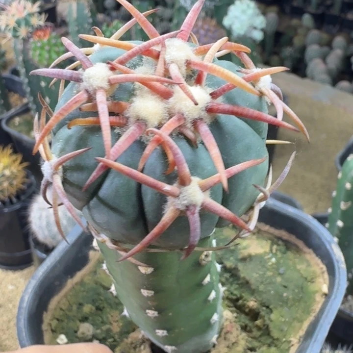 仙人球，平丸6666663