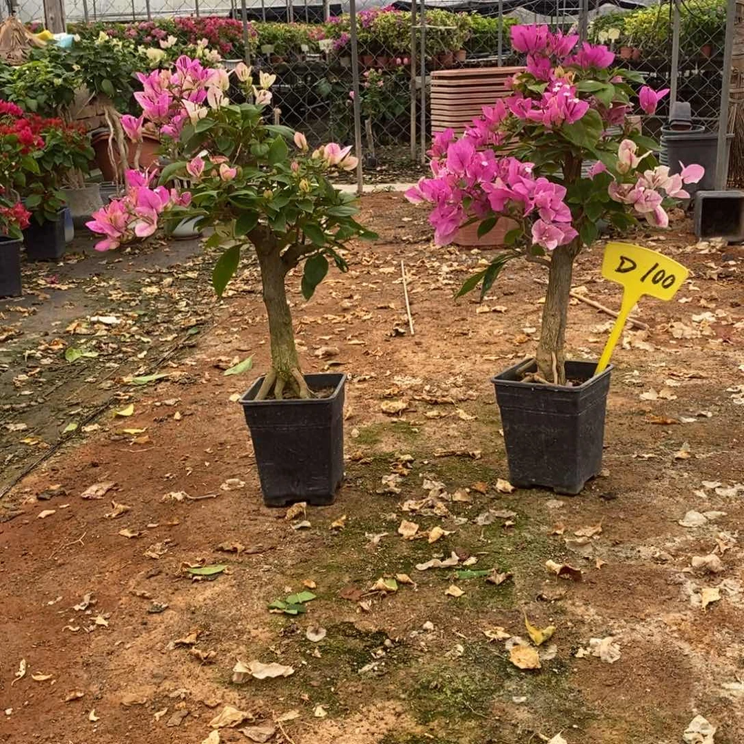 无花朵三角梅红樱D100