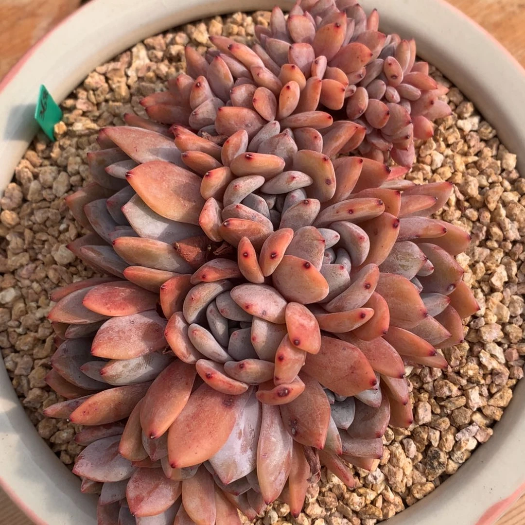 10头梦露带缀化冠幅17cm