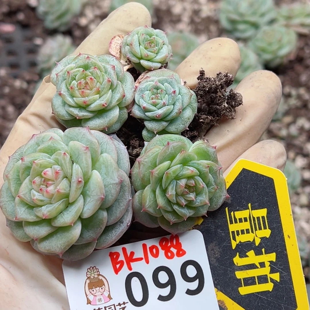 多肉植物多肉植物