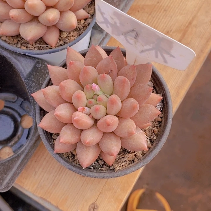 你也别去买药呀亲爱