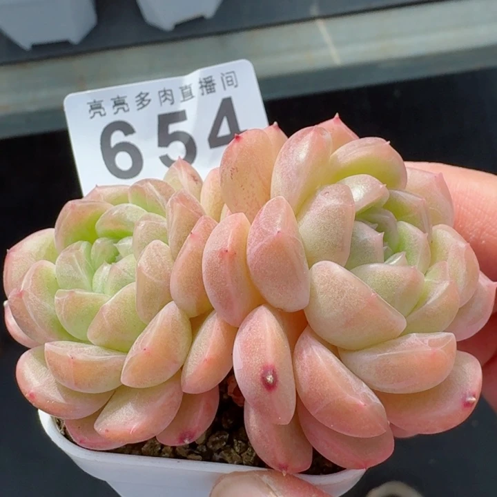 孤品  祝大家心情好，家庭好，事业好！事事好！