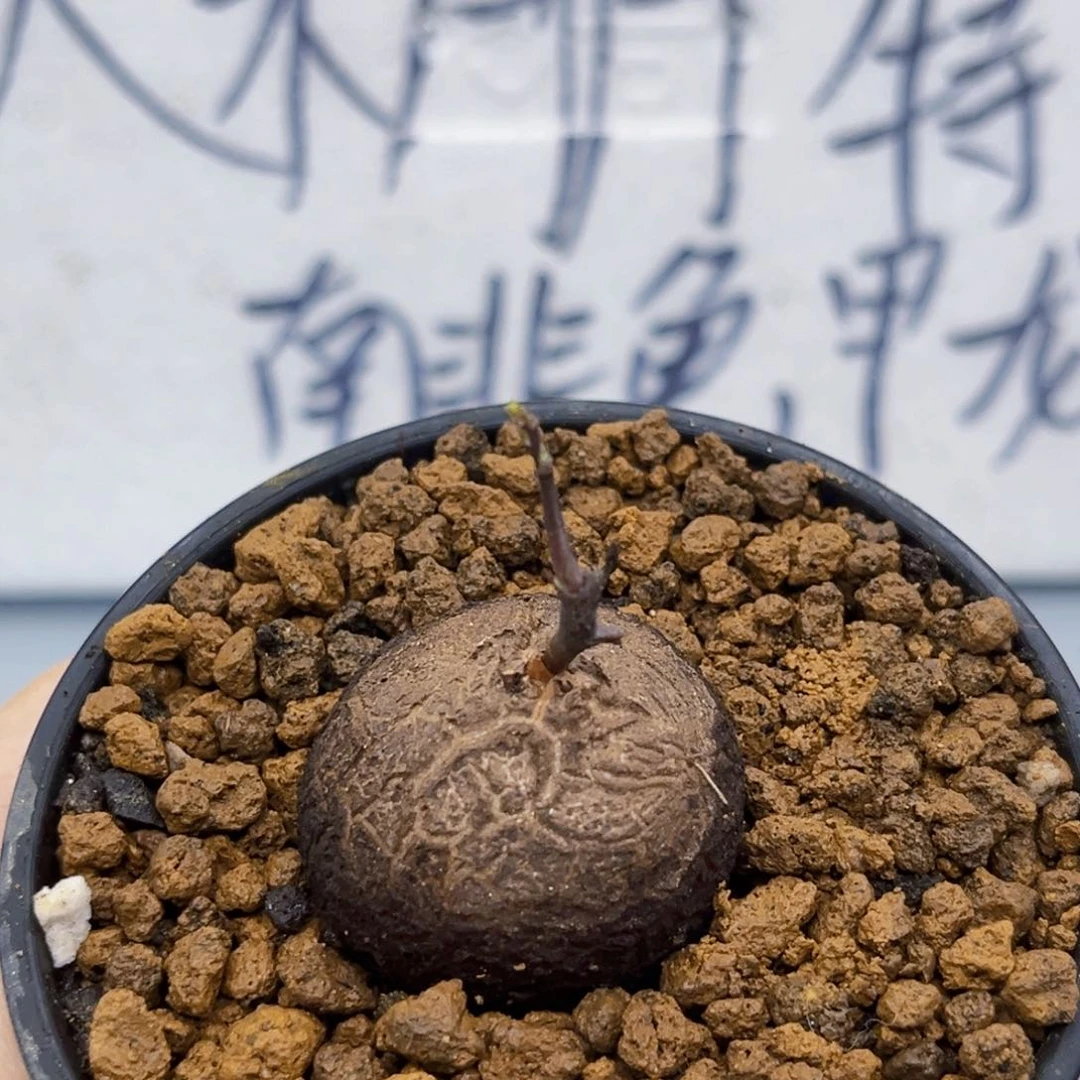 吐***泡685龟甲龙5777889