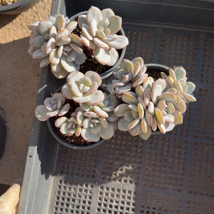 小***)3颗一起的一物一拍的