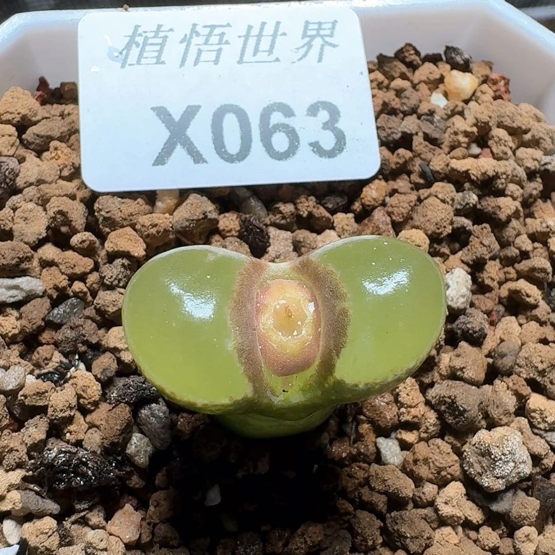 063盒多肉植物哇d c